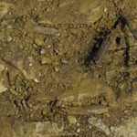 [] Bopparder Hamm - Lößlehm über Schiefer - Pleistozän/Devon